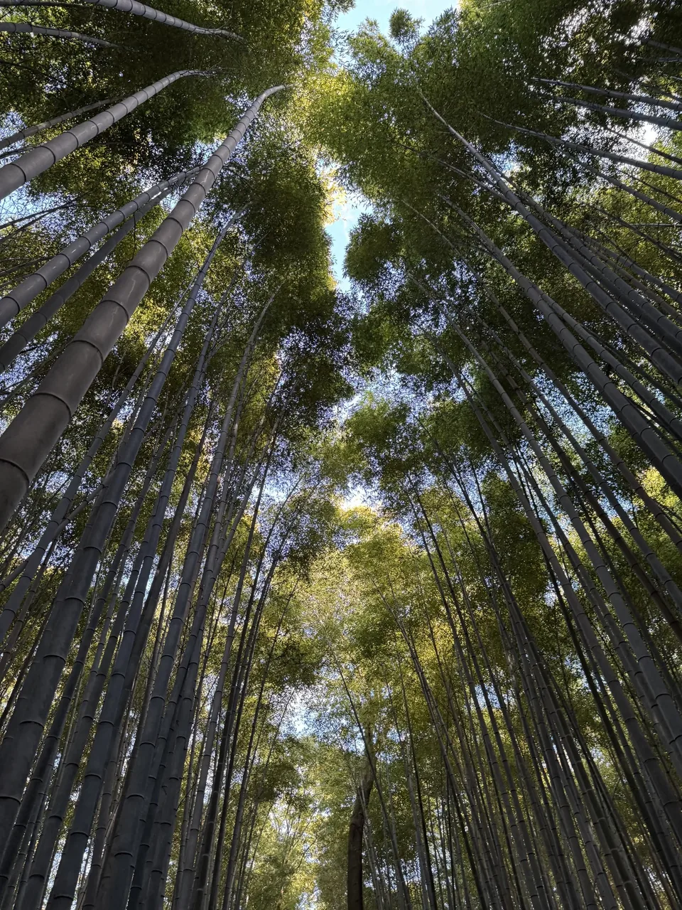 Kyoto, Japan · 1