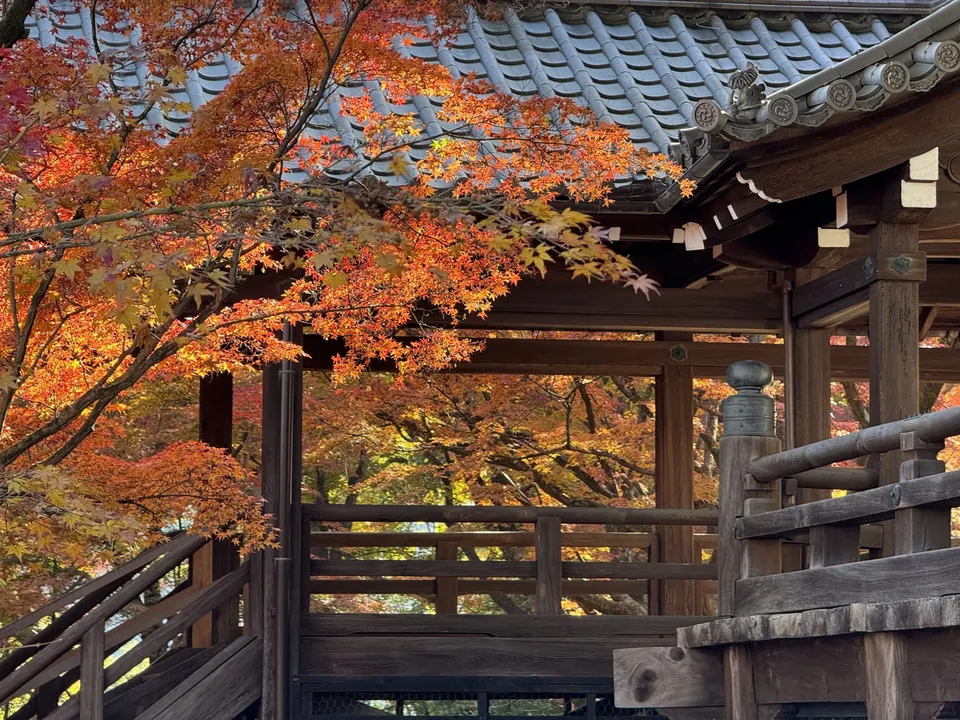 Autumn maple leaves and a temple roof in Kyoto