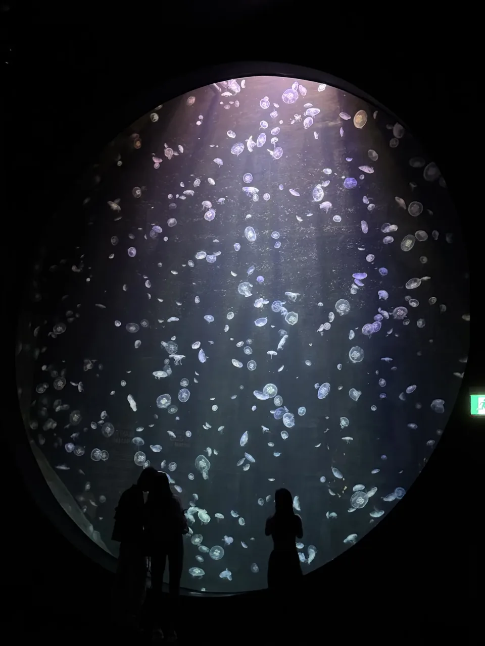 Jellyfish in an aquarium in Singapore